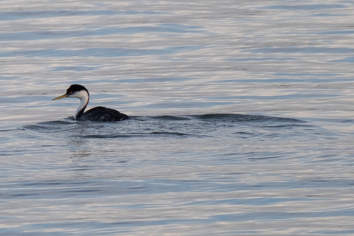 Western Grebe - ML612649363