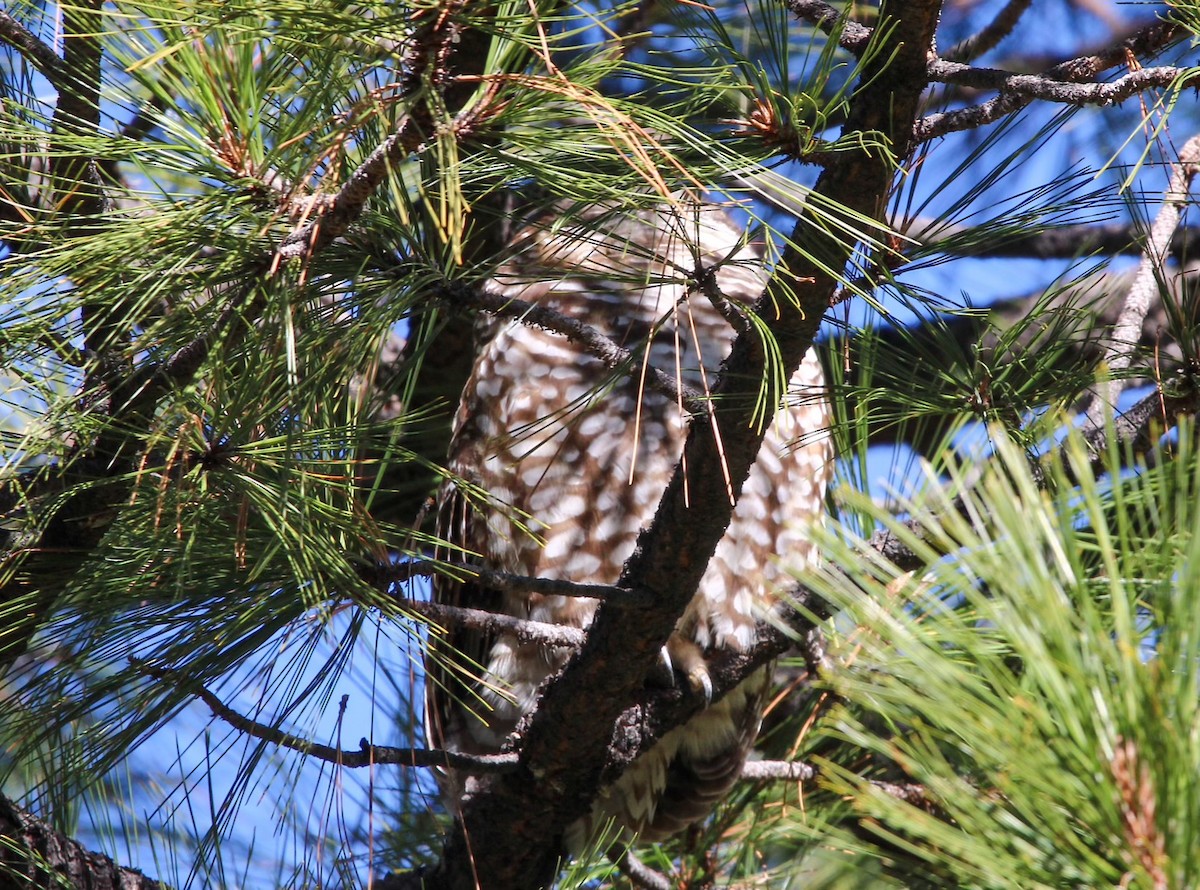 Spotted Owl (Mexican) - ML612649364