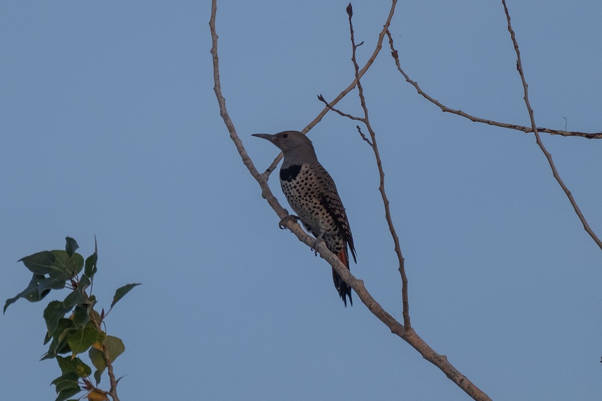 Northern Flicker - ML612649366