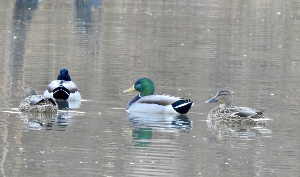 Mallard - ML612649433