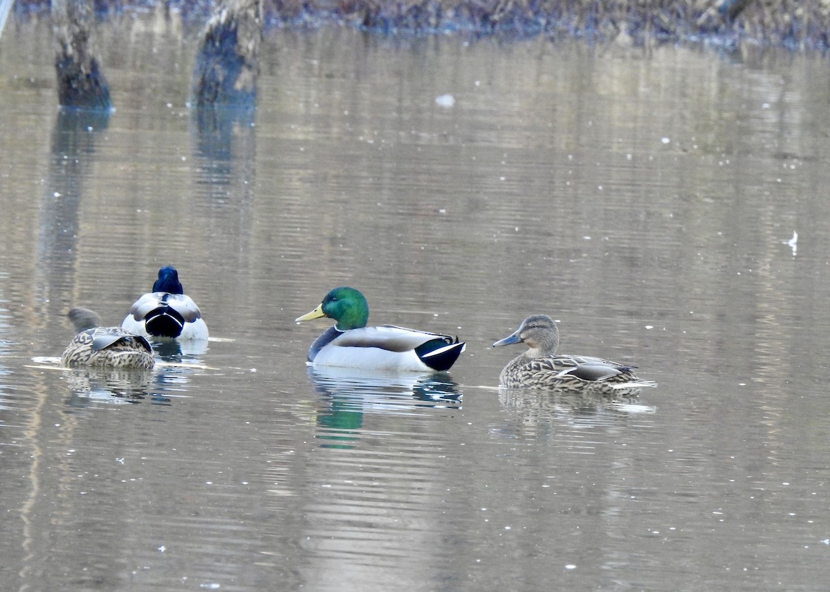 Mallard - ML612649434