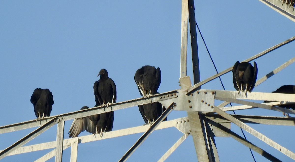 Black Vulture - ML612649439