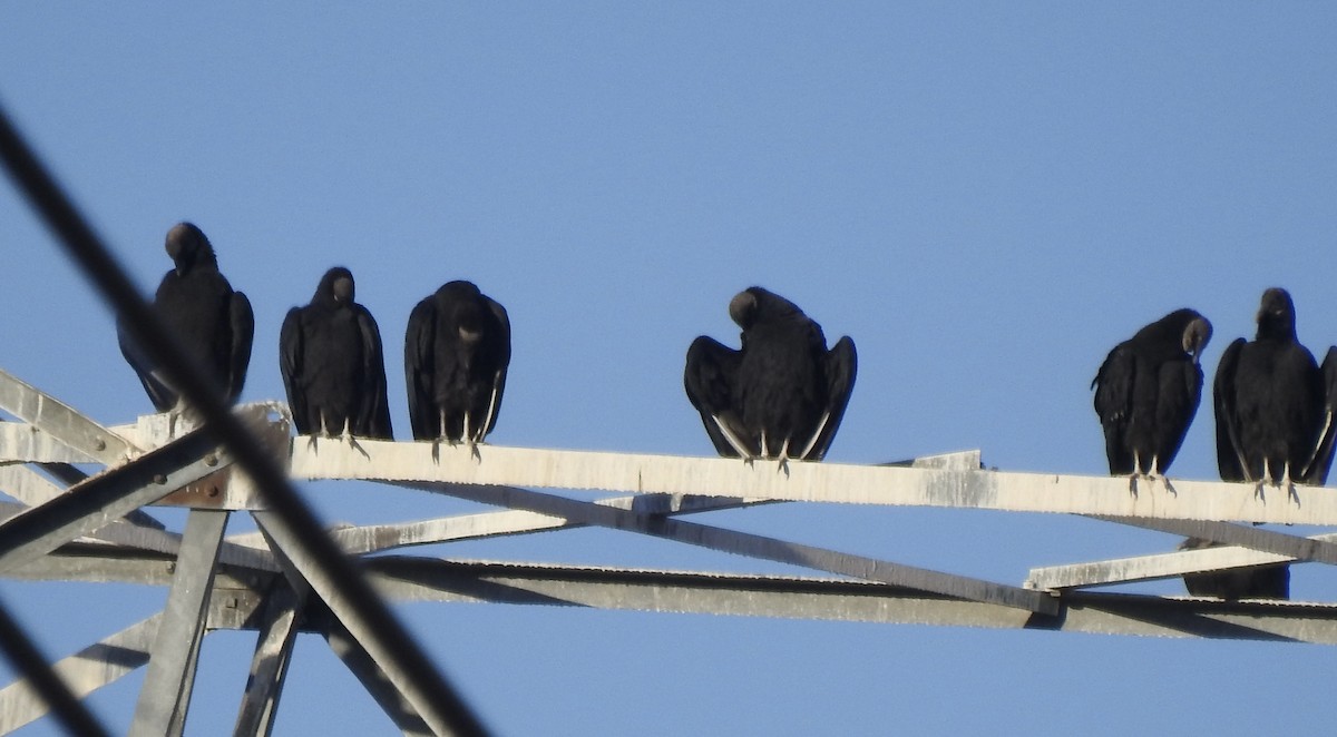Black Vulture - ML612649440