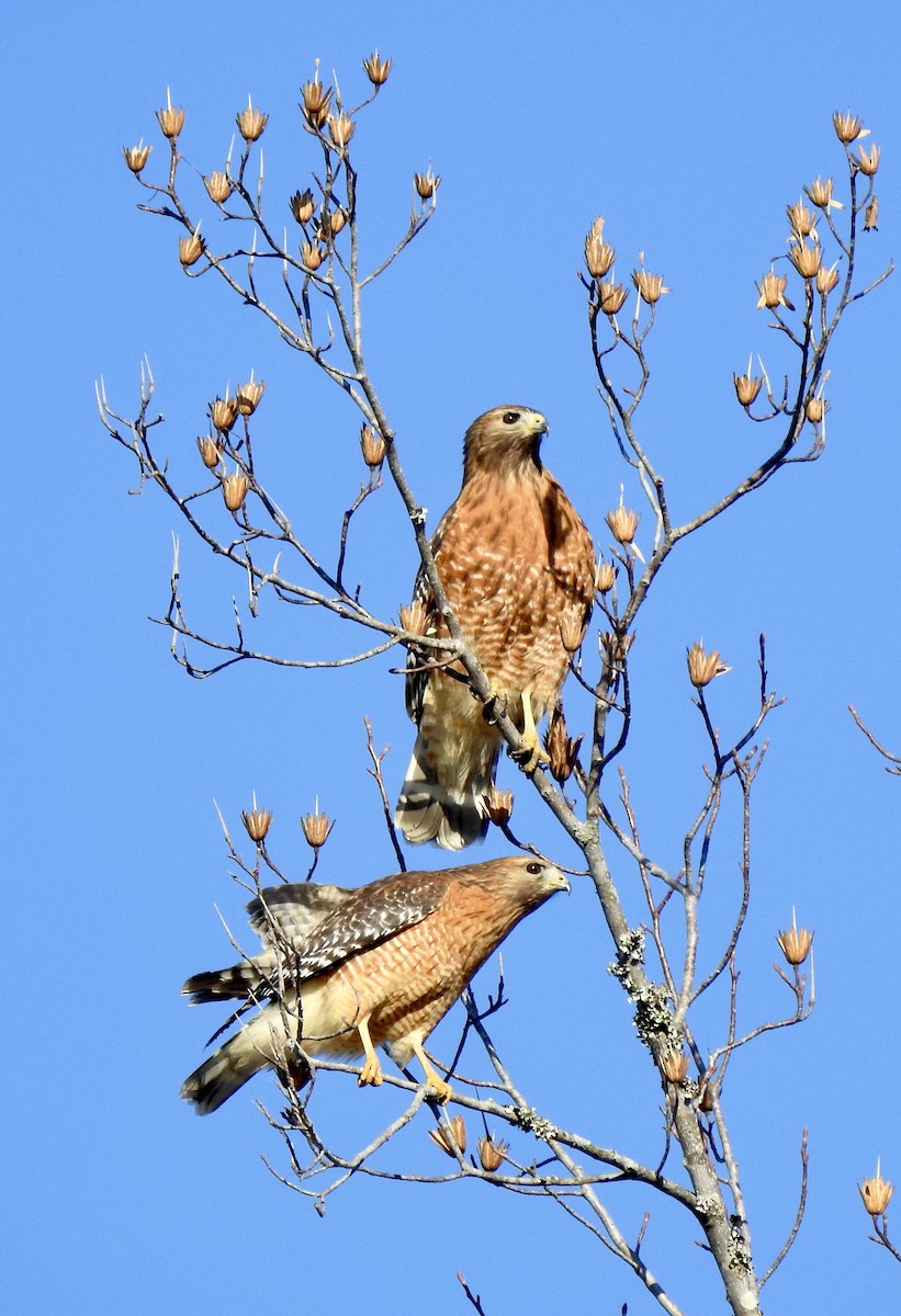 Red-shouldered Hawk - ML612649452