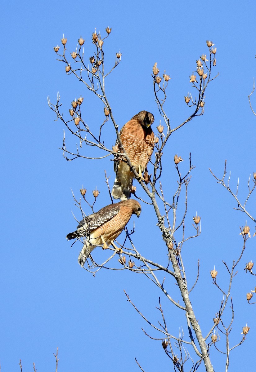 Red-shouldered Hawk - ML612649453
