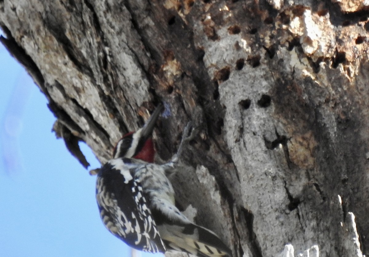 Yellow-bellied Sapsucker - ML612649462