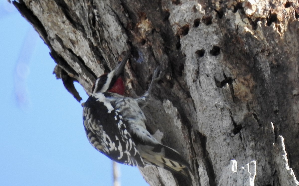 Yellow-bellied Sapsucker - ML612649463