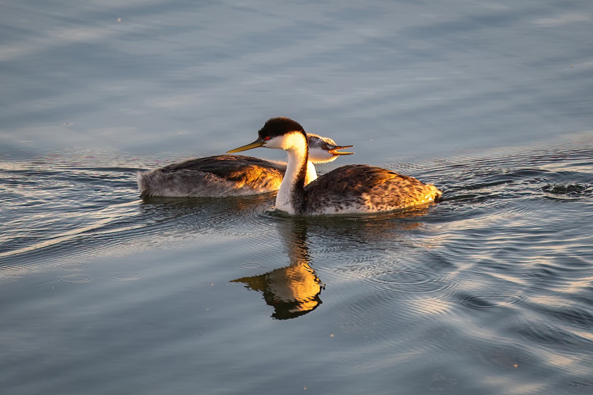 Western Grebe - ML612649465