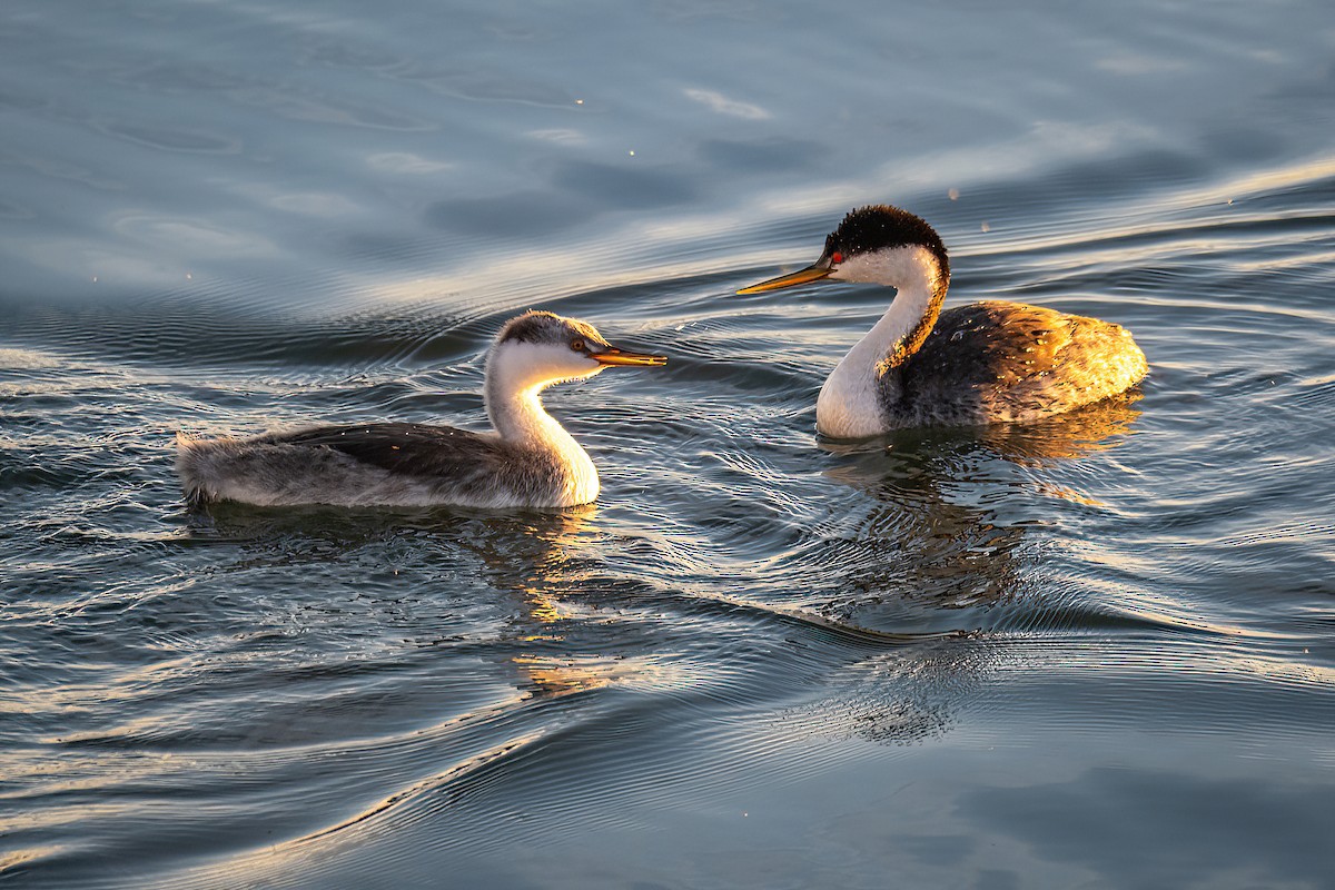 Western Grebe - ML612649466