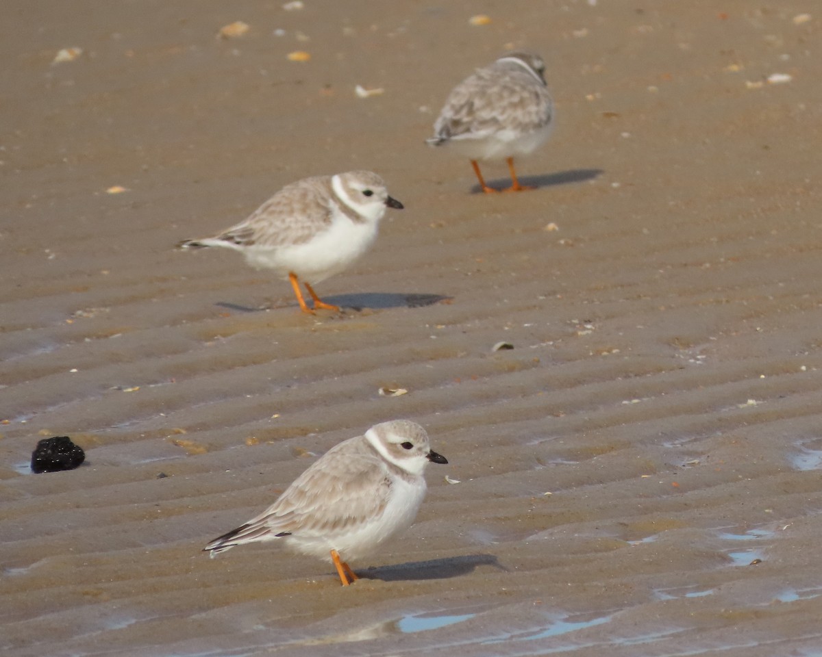 Piping Plover - ML612649479