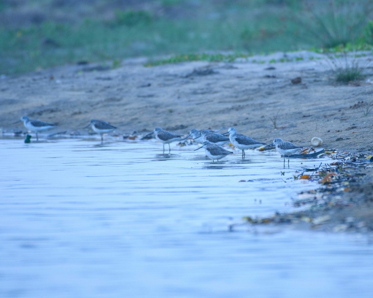 アカアシシギ - ML612649537