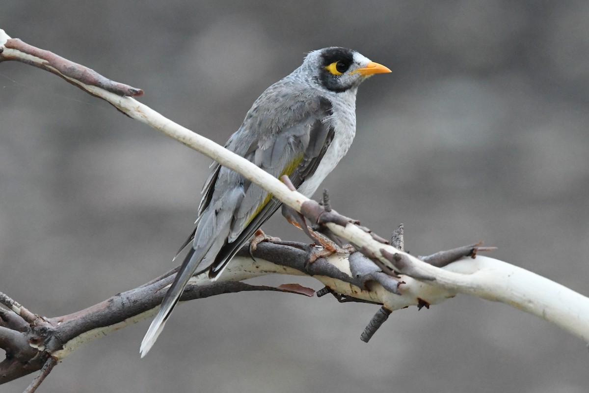 Noisy Miner - ML612649551