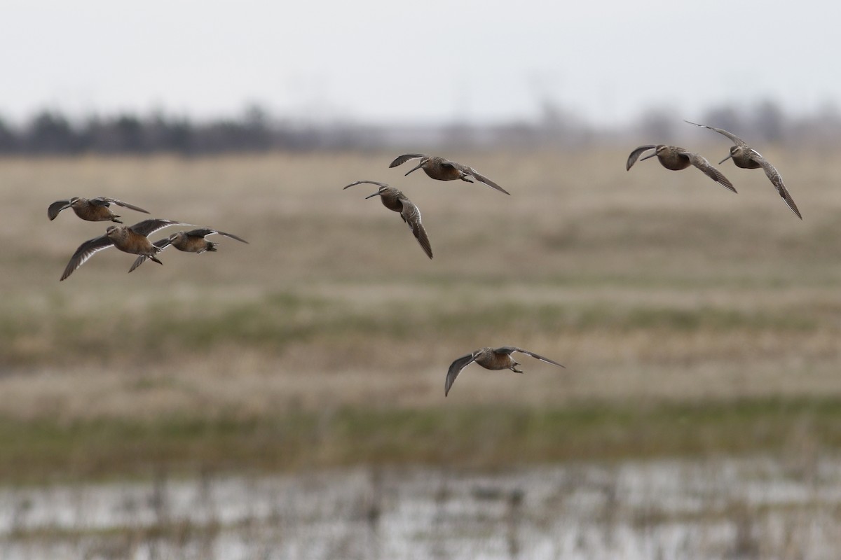 Long-billed Dowitcher - ML612649555