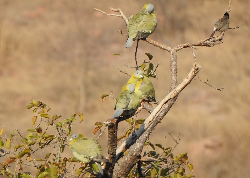 Yellow-footed Green-Pigeon - ML612649561