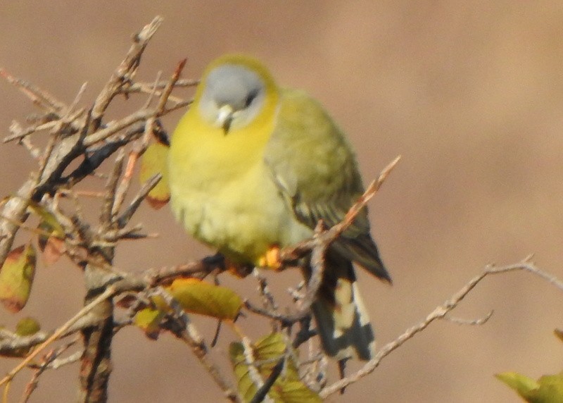 Yellow-footed Green-Pigeon - ML612649562