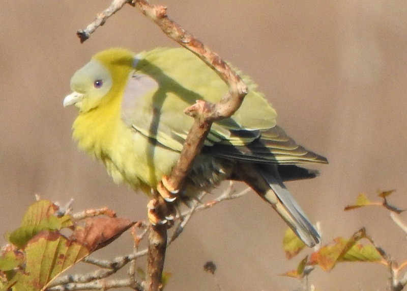 Yellow-footed Green-Pigeon - ML612649563