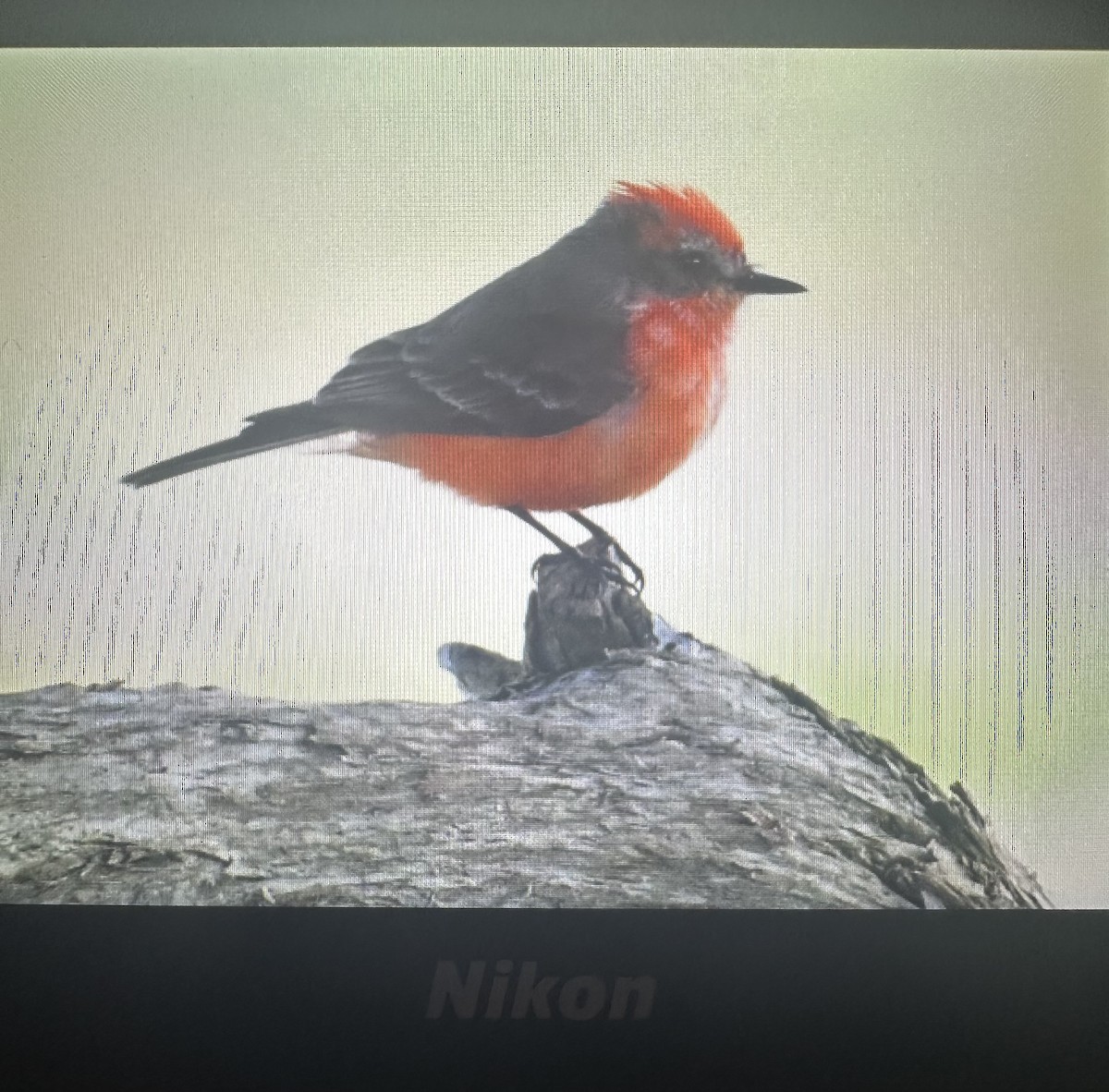 Vermilion Flycatcher - ML612649630