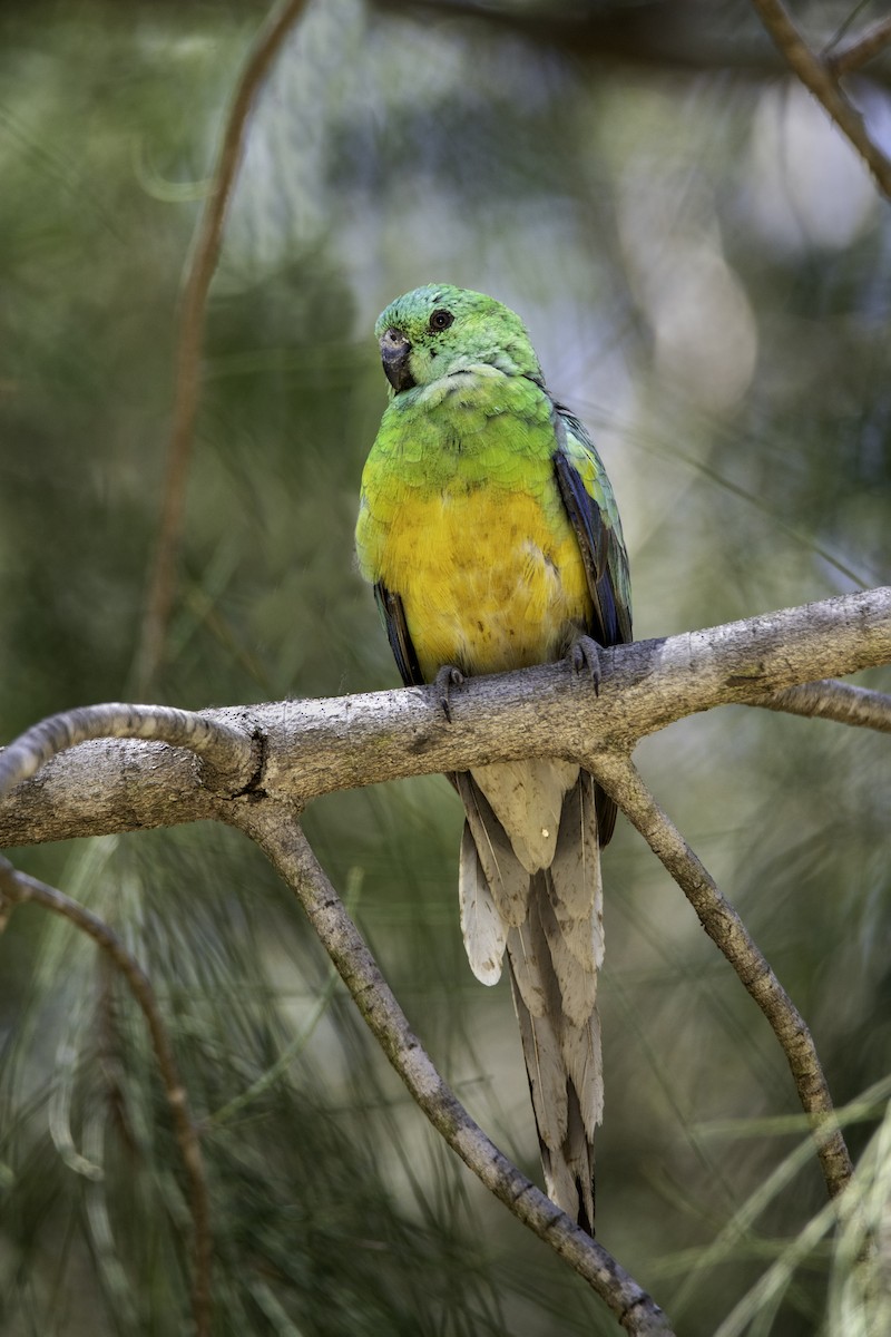Red-rumped Parrot - ML612649664