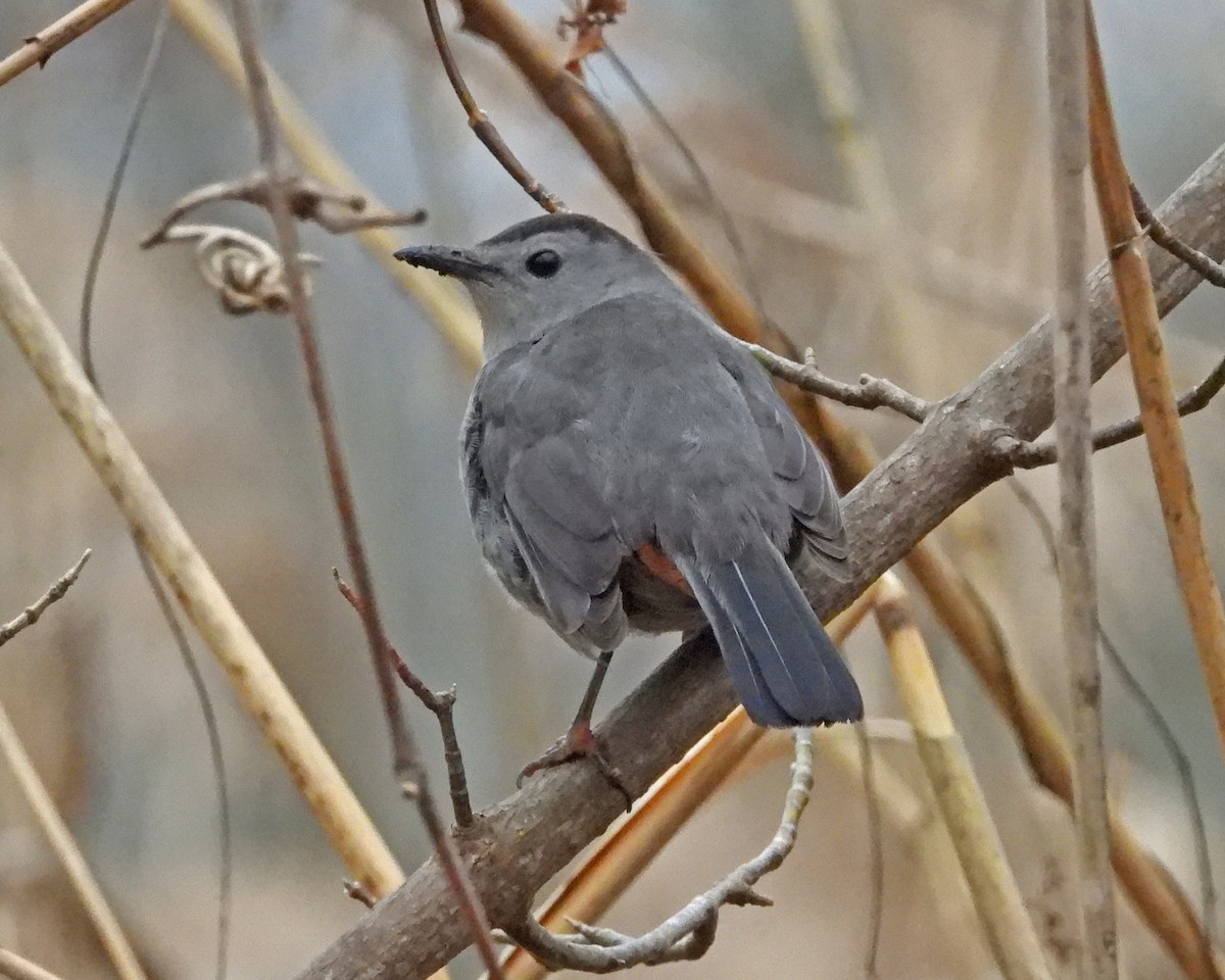 Gray Catbird - Aubrey Merrill