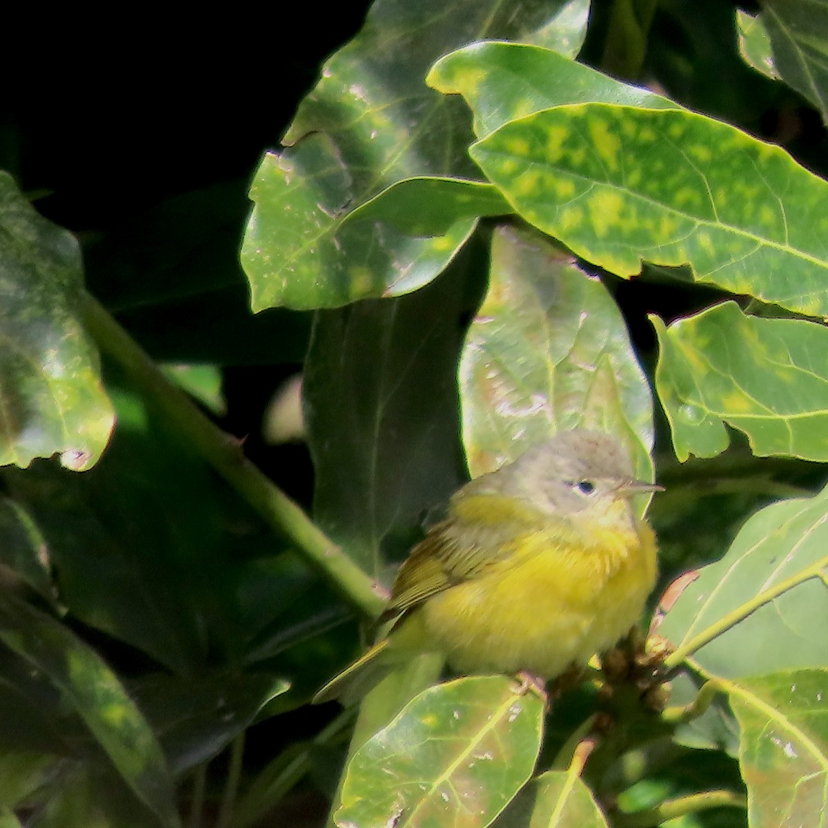 Nashville Warbler - ML612649788