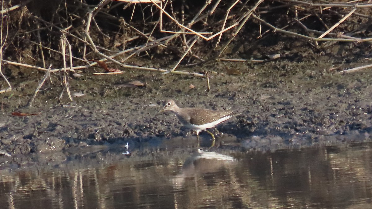 Solitary Sandpiper - ML612649813