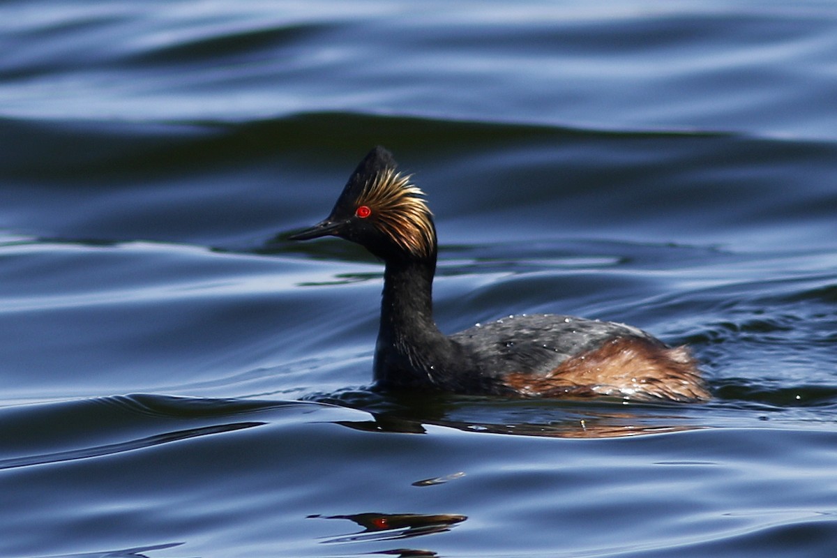 Eared Grebe - Ted Keyel