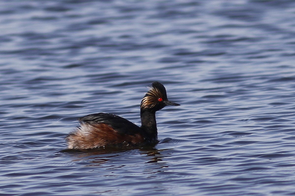 Eared Grebe - Ted Keyel