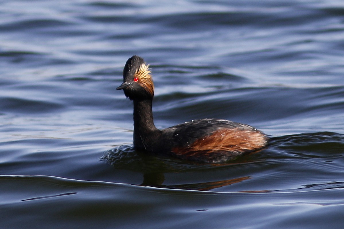 Eared Grebe - Ted Keyel