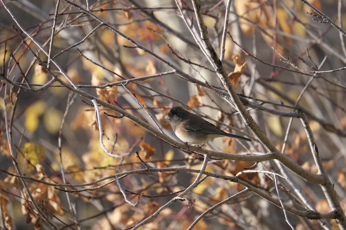 Dark-eyed Junco - ML612649948