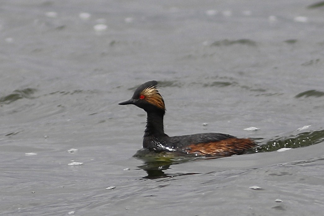 Eared Grebe - Ted Keyel