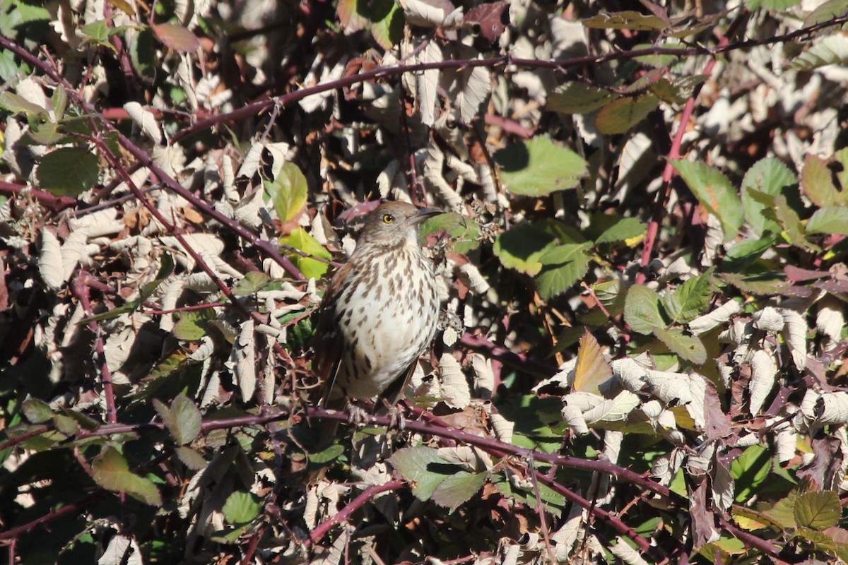 Brown Thrasher - ML612650024