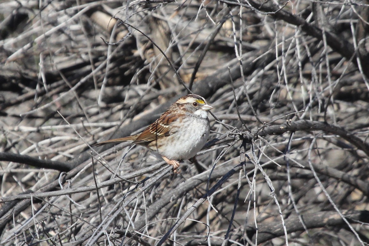 White-throated Sparrow - ML612650036