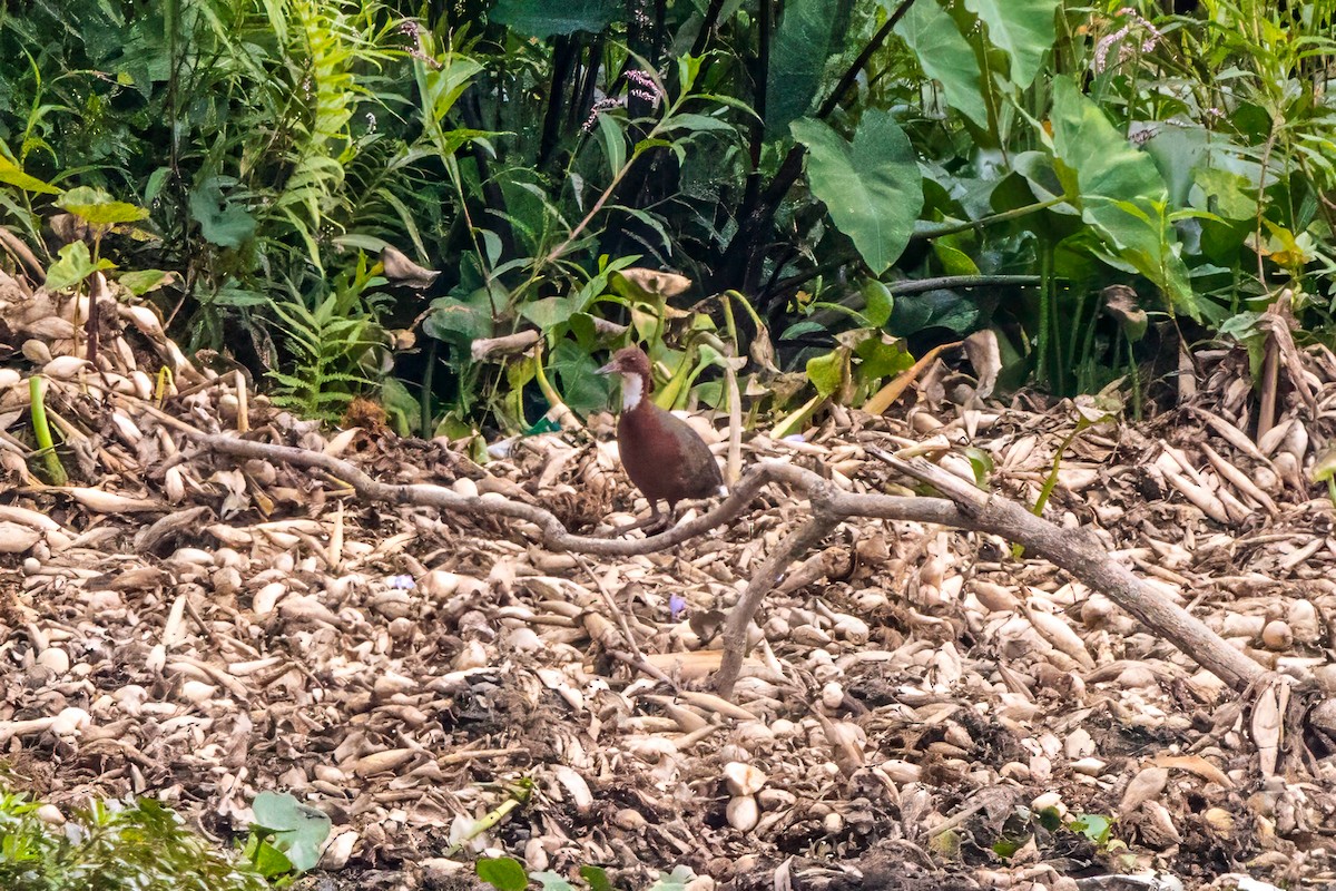 White-throated Rail - ML612650098