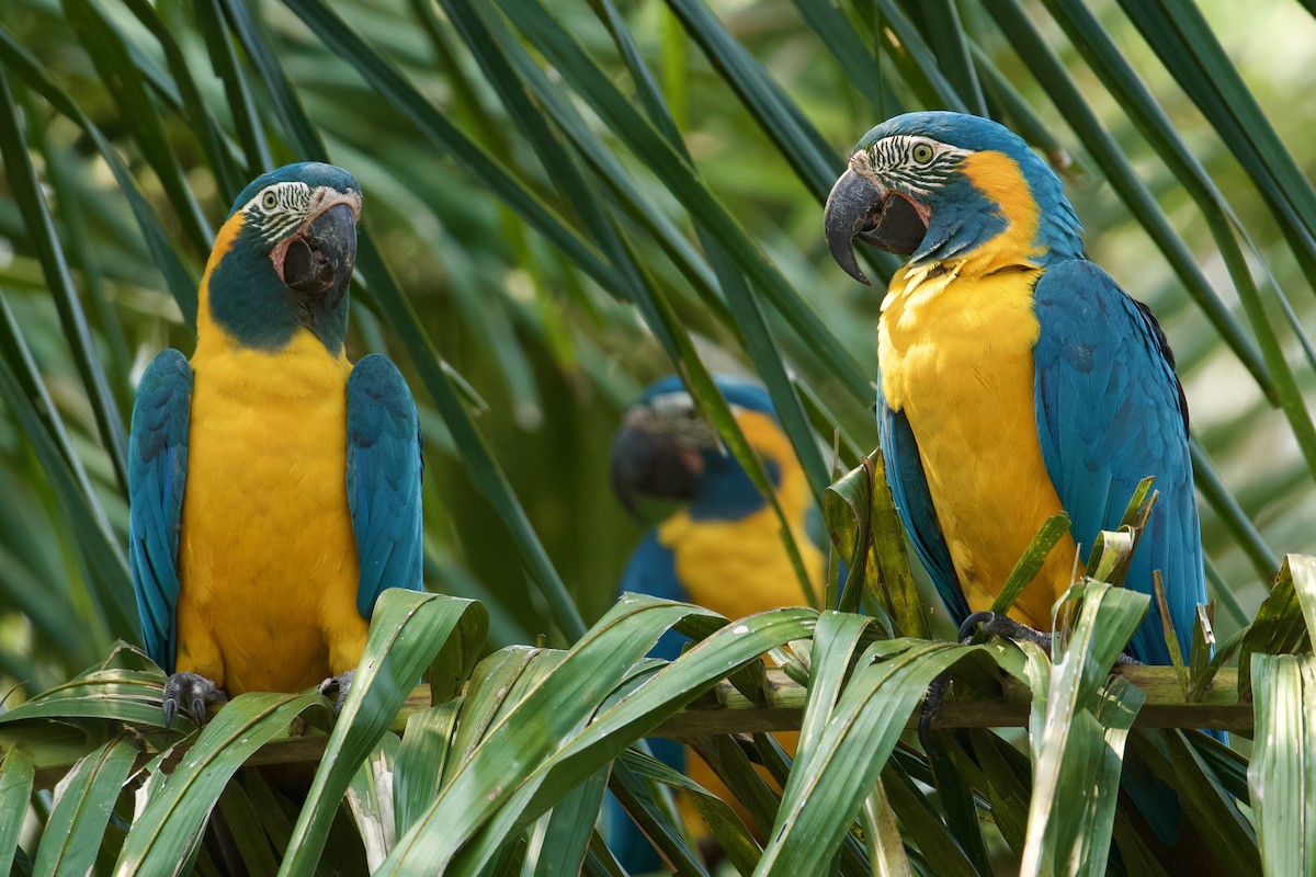 Blue-throated Macaw - ML612650123