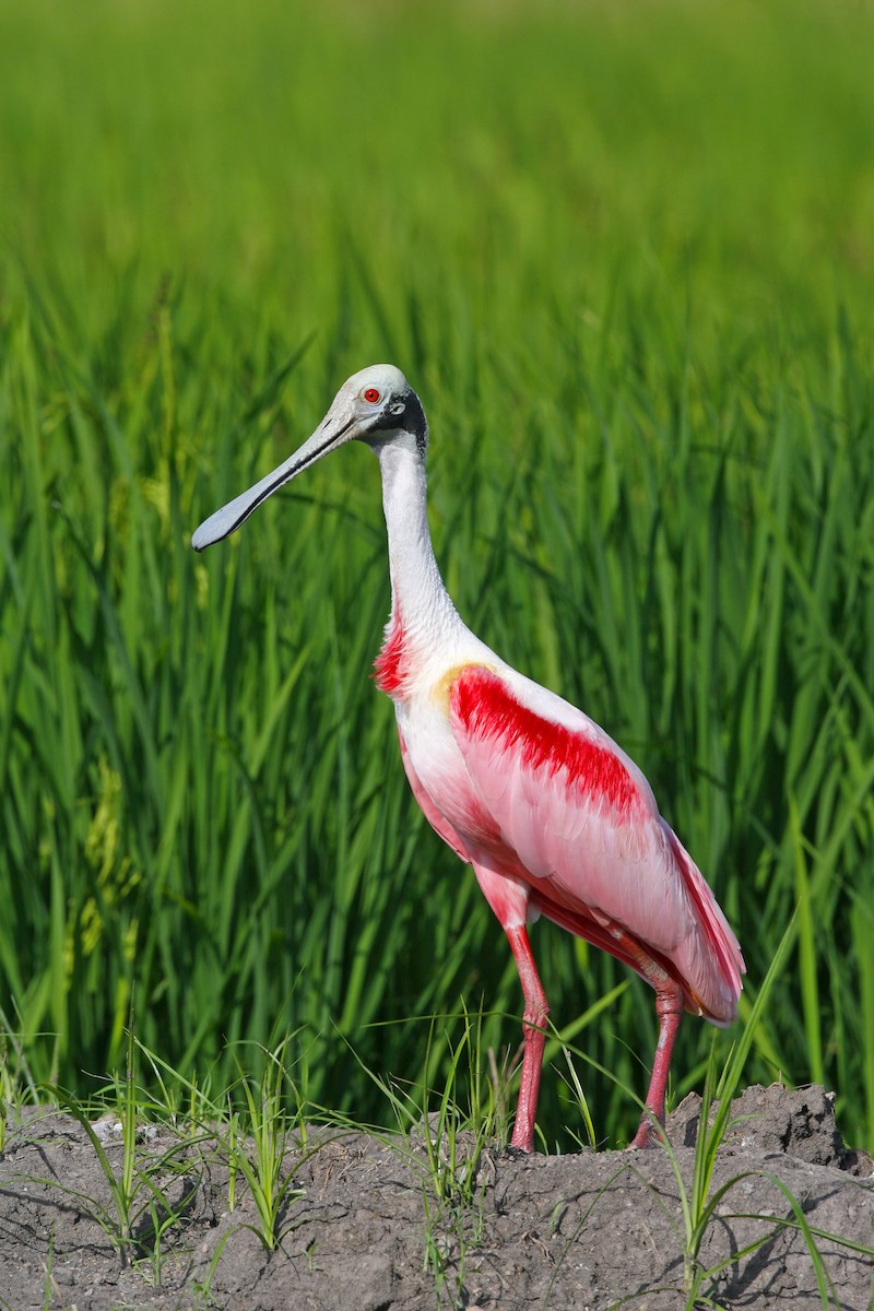 Roseate Spoonbill - ML612650124