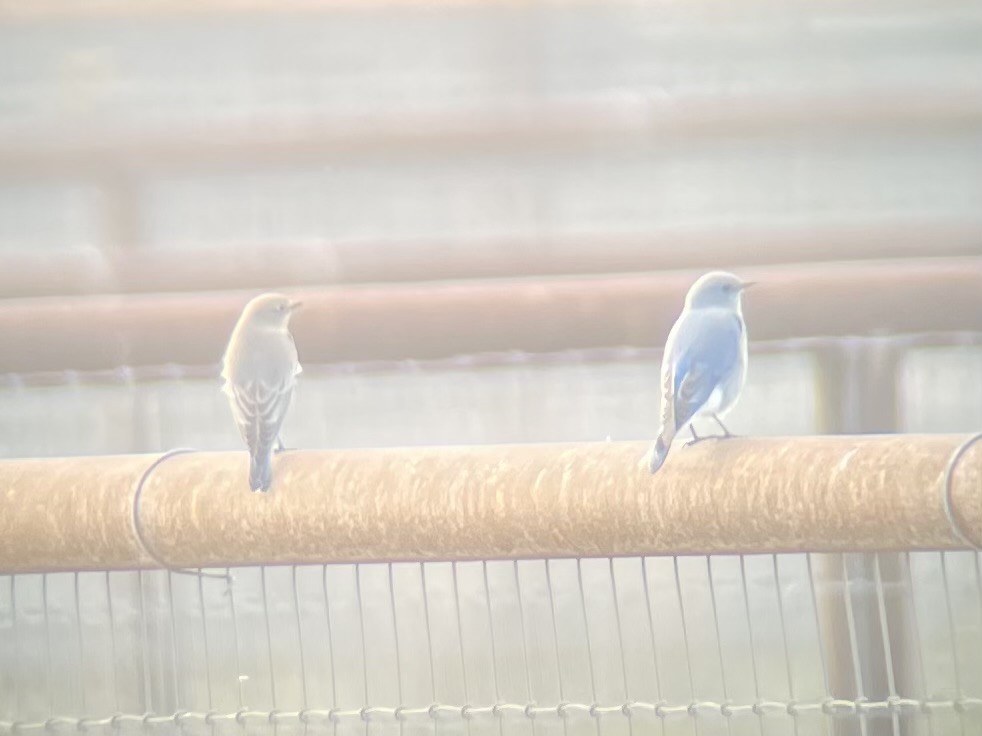 Mountain Bluebird - ML612650126