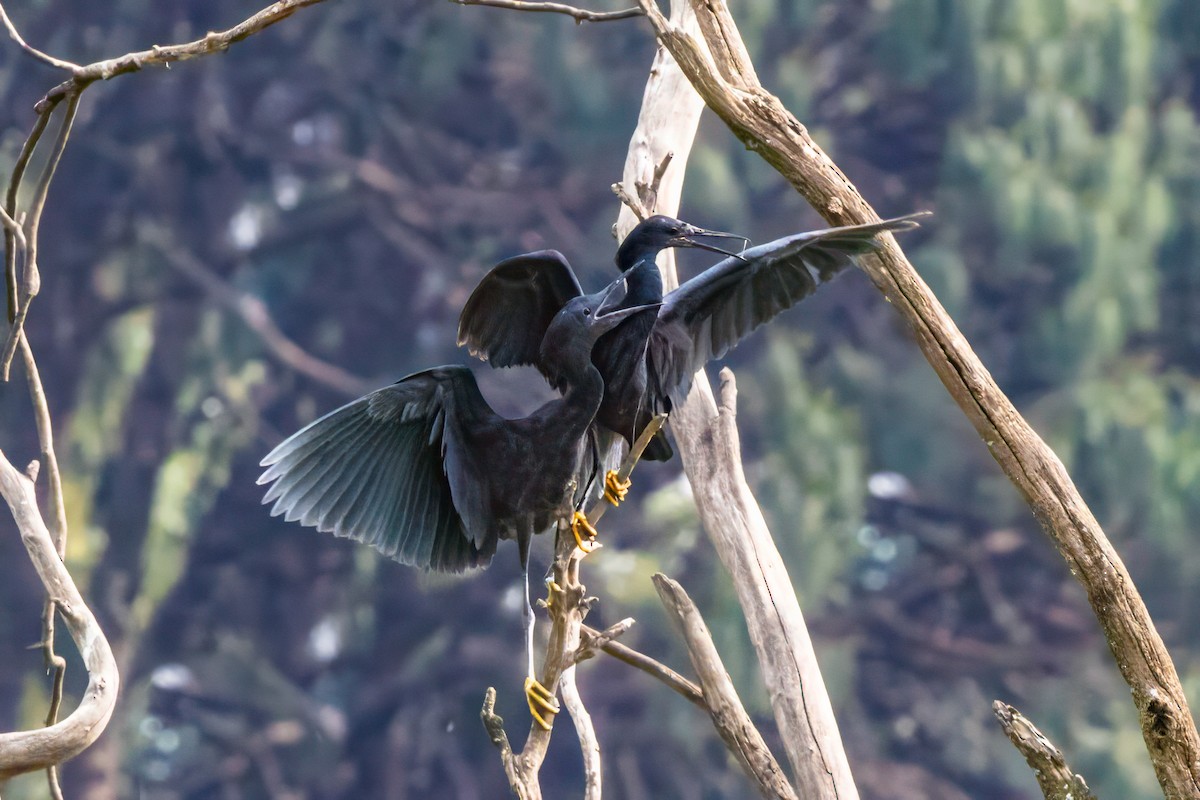 Black Heron - graichen & recer