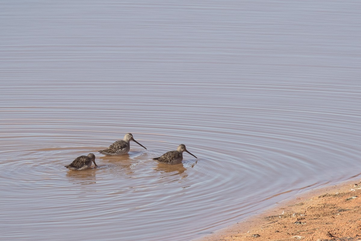 Long-billed Dowitcher - ML612650144