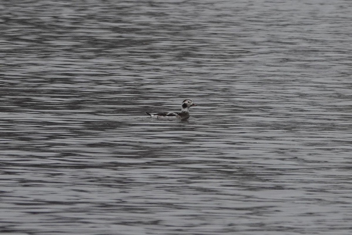 Long-tailed Duck - ML612650149