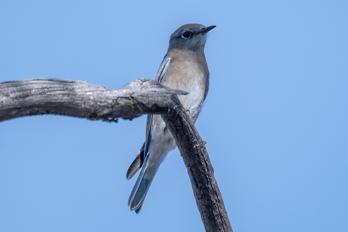 Western Bluebird - ML612650214