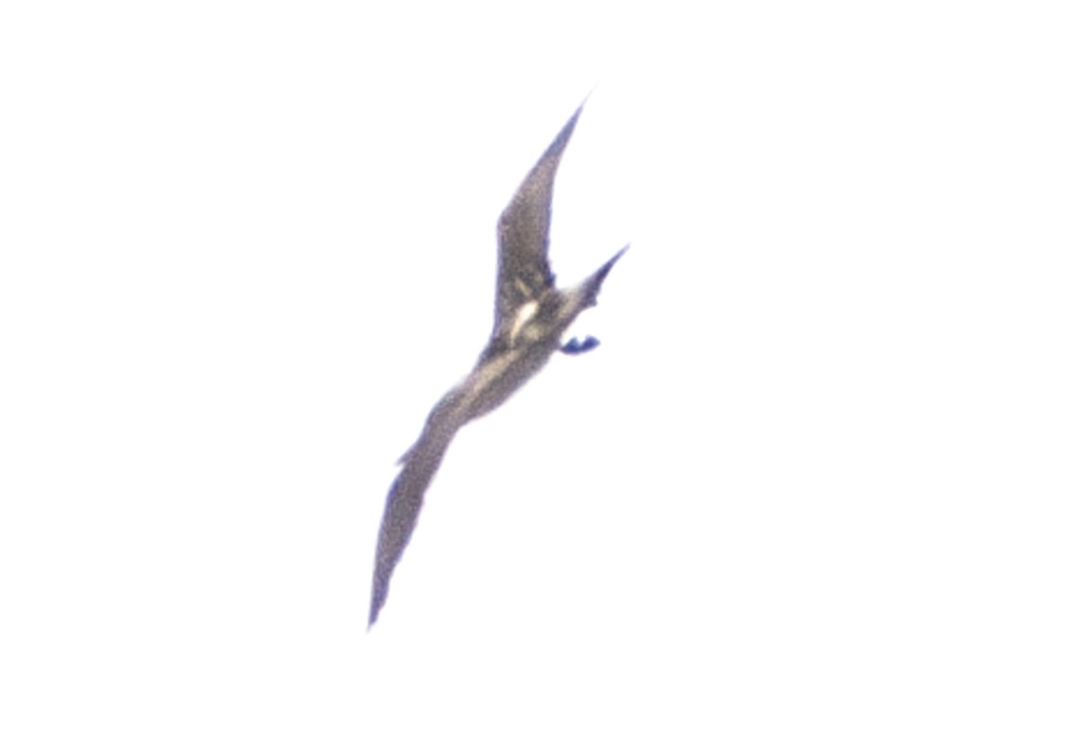 Blue-footed Booby - Van Pierszalowski