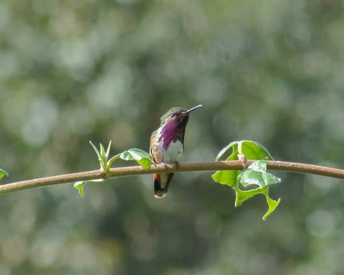 Wine-throated Hummingbird - ML612650285
