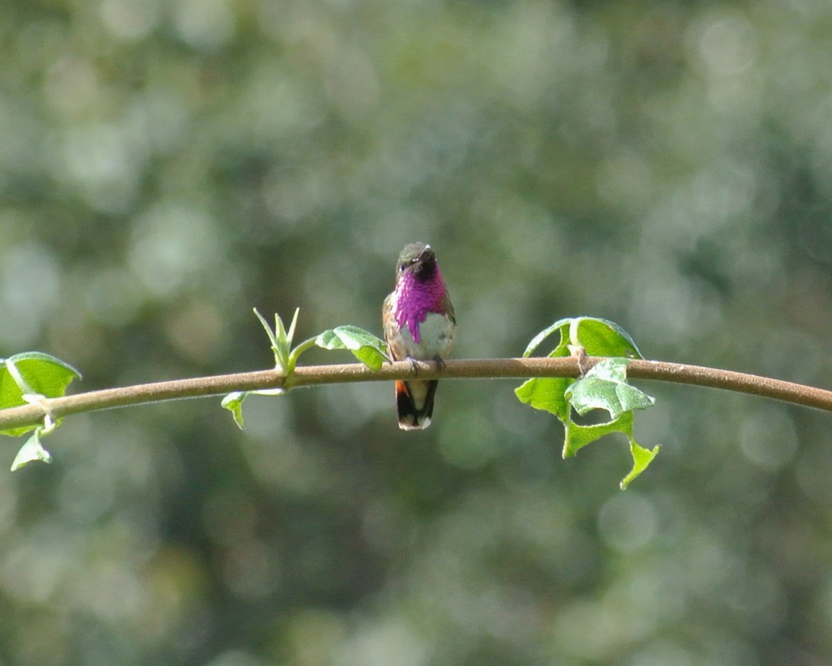 Wine-throated Hummingbird - ML612650287