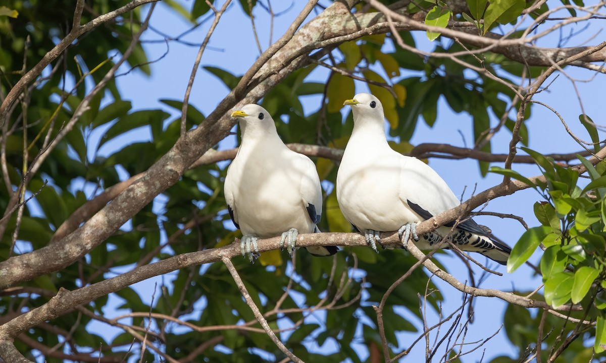 Torresian Imperial-Pigeon - ML612650297