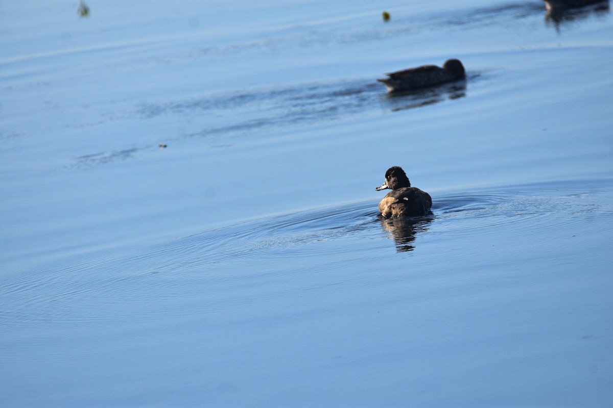 Lesser Scaup - ML612650381