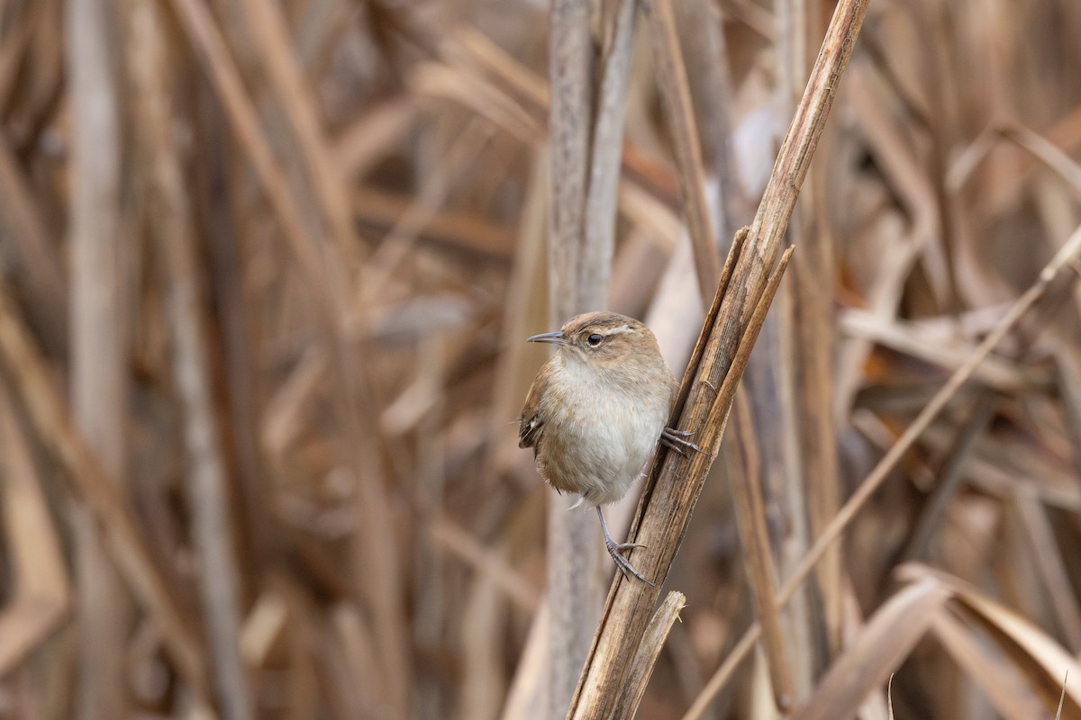 Marsh Wren - ML612650461