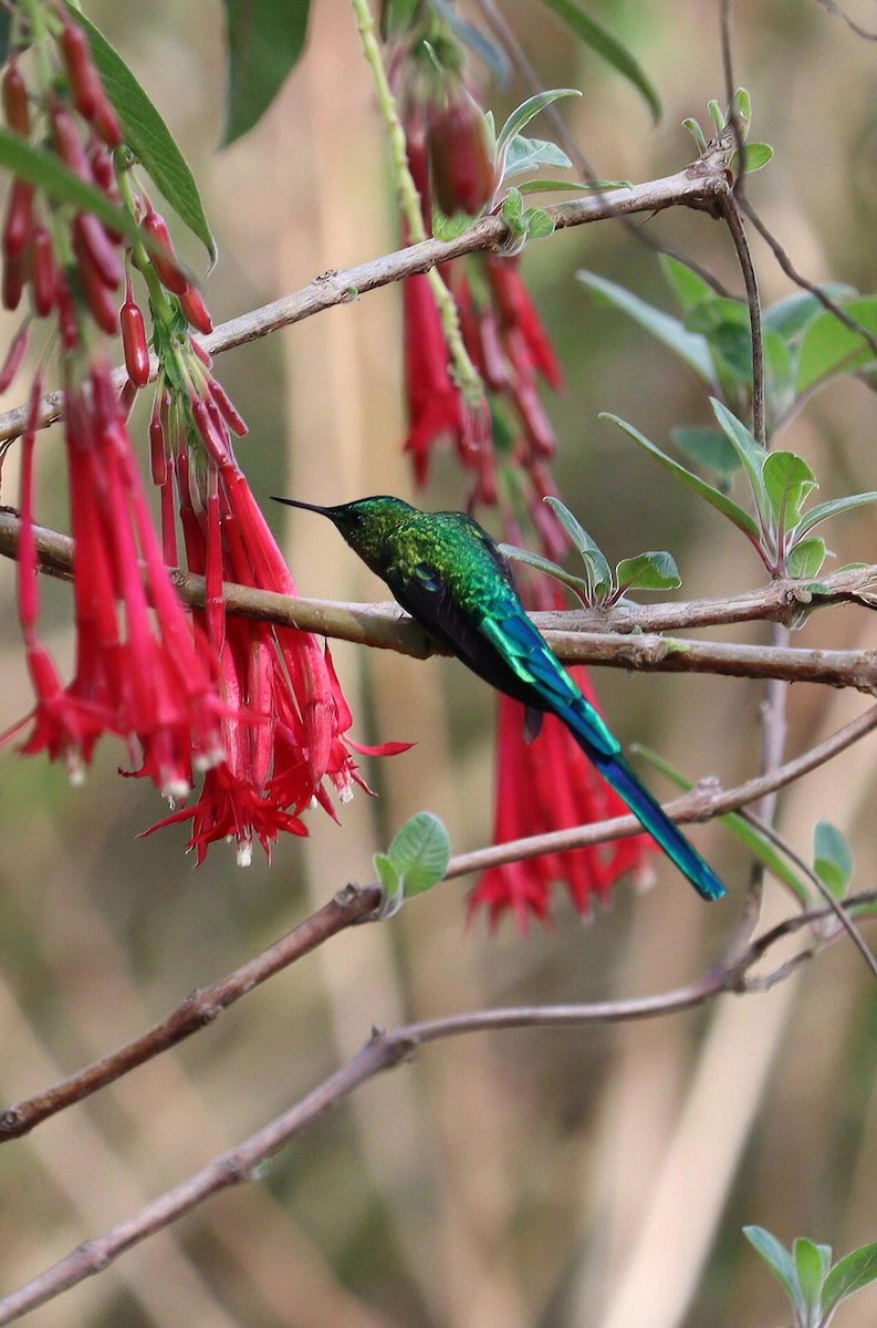 Long-tailed Sylph - ML612650567