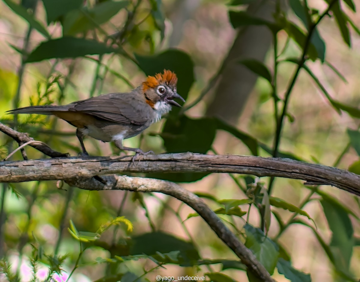 Rusty-crowned Ground-Sparrow - ML612650673