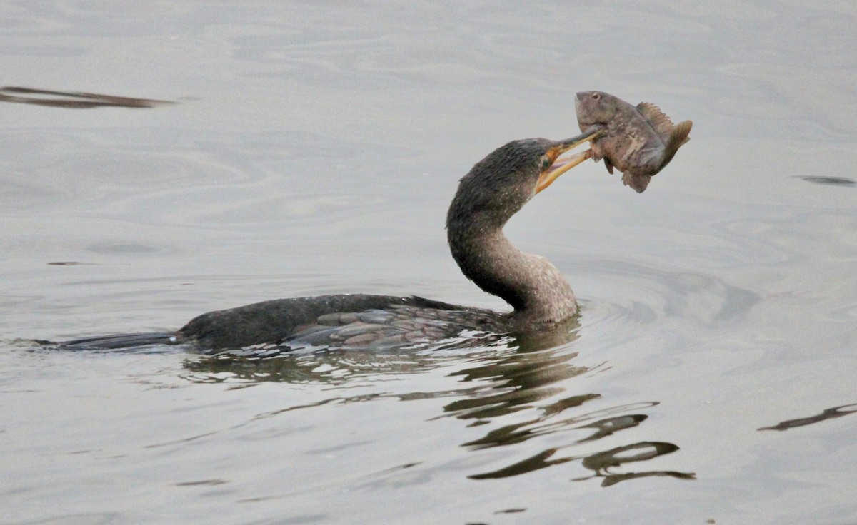 Double-crested Cormorant - ML612650681