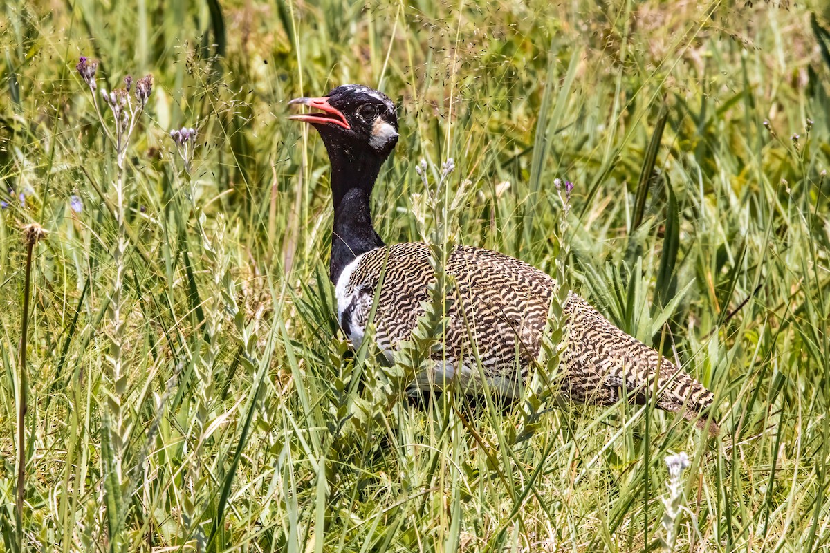 White-quilled Bustard - ML612650700